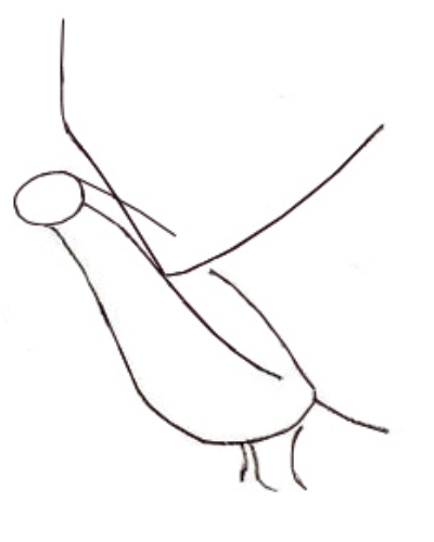 Корак по корак Оловка цртећи голуб за децу 1