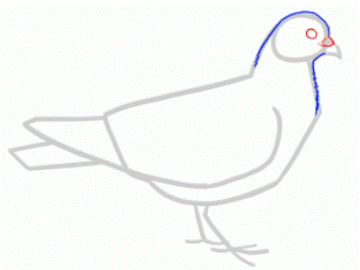 Kako nacrtati golub u golubu za djecu 20
