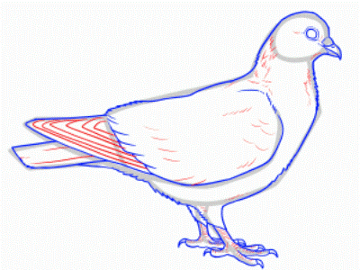 Как да нарисуваме гълъб с деца с молив на етапи 26