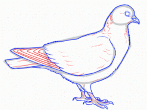 Как да нарисуваме гълъб с деца с молив на етапи 27