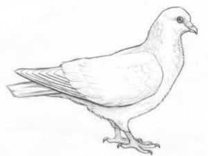 Како нацртати голубицу са дјецом у оловци у фазама 28
