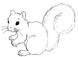 Kako crtati vjeverica 9