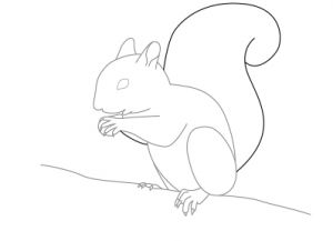Kako crtati vjeverica 13