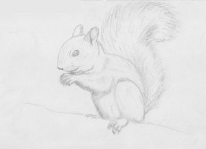 Jak narysować wiewiórkę 15