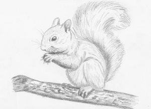 Jak narysować wiewiórkę 16