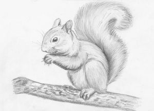 Jak narysować wiewiórkę 17