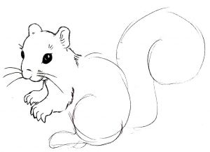 Jak narysować wiewiórkę 7