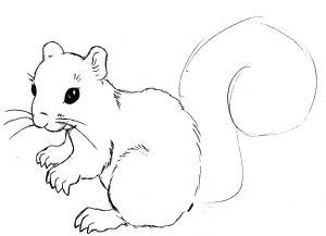 Kako crtati vjeverica 8