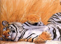Како нацртати тигра
