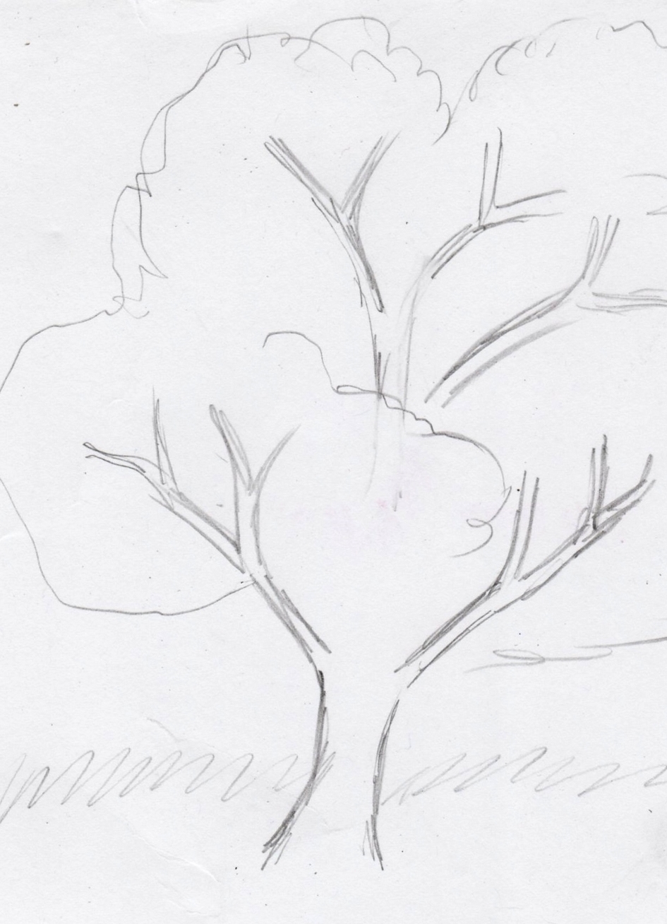 Jak narysować drzewo 10