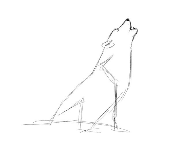 jak narysować wilka 14