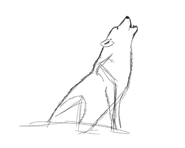 kako nacrtati vuka 15