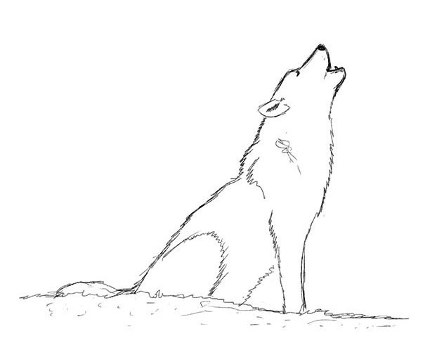 kako nacrtati vuka 16