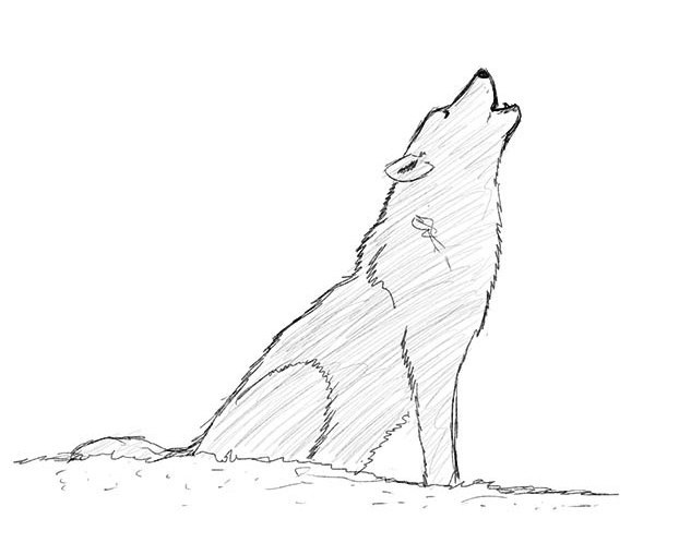 jak narysować wilka 17