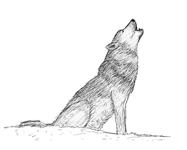 jak narysować wilka 18