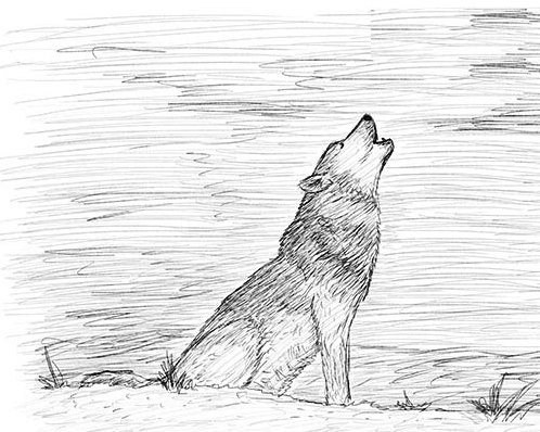 как да нарисувате вълк 19