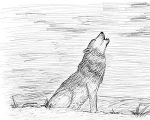 как да нарисувате вълк 20