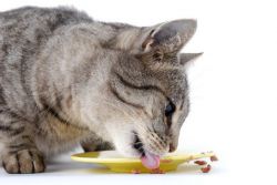 kako hraniti okuženo mačko