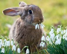какво да се храни с домашни зайци