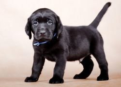 nego hranio Labrador Retrievers