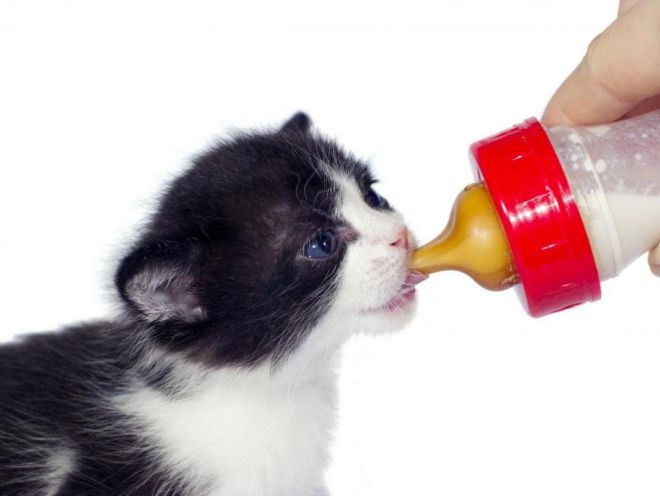 Рацион питания месячного котенка