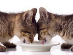 Kako hraniti novorođenog mačića1