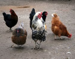 hranjenja kokoši nesilica