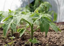 Jak hnojit sazenice rajčat