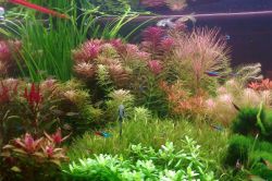 Što oploditi biljke akvarija1