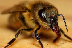 како се решити пчела