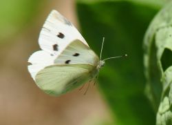 Caterpillars prerastejo v metulju