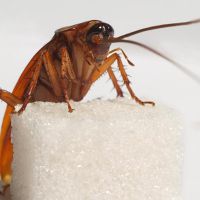 конспирация как да се отървете от хлебарки