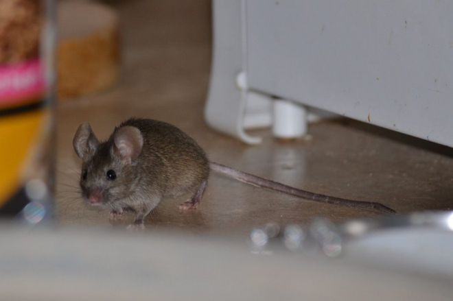 полынь от мышей в доме