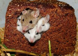 kako se znebiti miši v zasebni hiši1