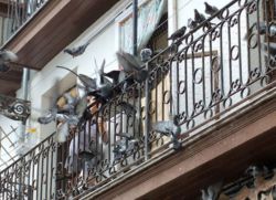 Kako se znebiti golobov na balkonu1