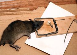 jak se zbavit potkanů ​​v soukromém domě1