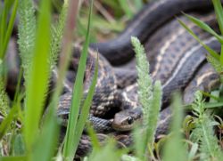 Walka z wężami w strefie podmiejskiej