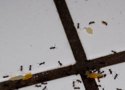 Jak usunąć mrówki z wanny