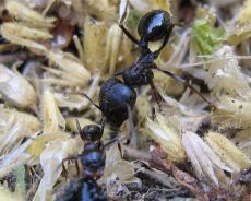 как вывести рыжих муравьев