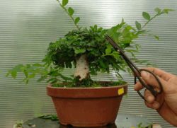 jak pěstovat bonsajový strom