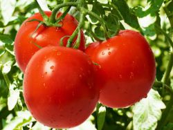 jak zdobyć dobry pomidor do zbioru