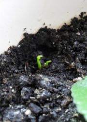 kako rasti mandarino sončnično seme