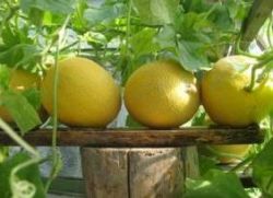Jak uprawiać melon w domu