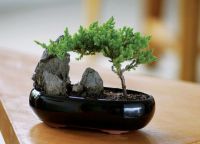 jak uprawiać bonsai w domu 1
