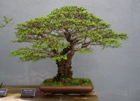 kako rastu bonsai kod kuće 2