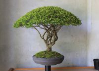 kako rastu bonsai kod kuće 3