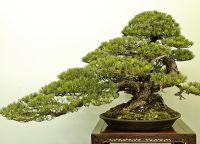 kako rastu bonsai kod kuće 4
