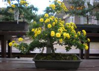 kako rastu bonsai kod kuće 5