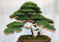 kako rastu bonsai kod kuće 7