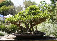 kako rastu bonsai kod kuće 8